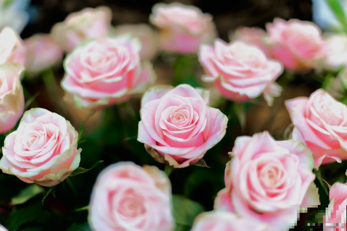 香水玫瑰的养殖方法和注意事项