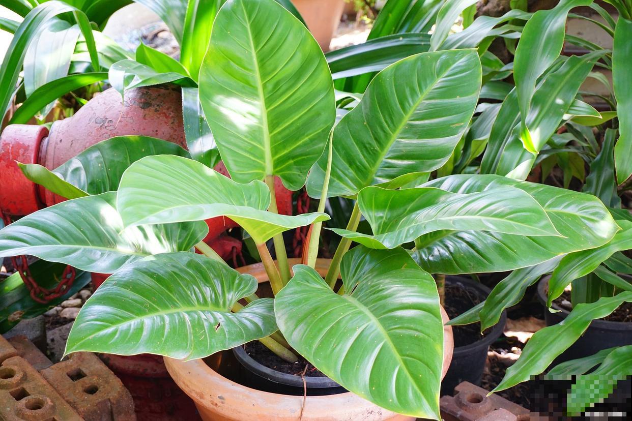 金钻如何分盆的？