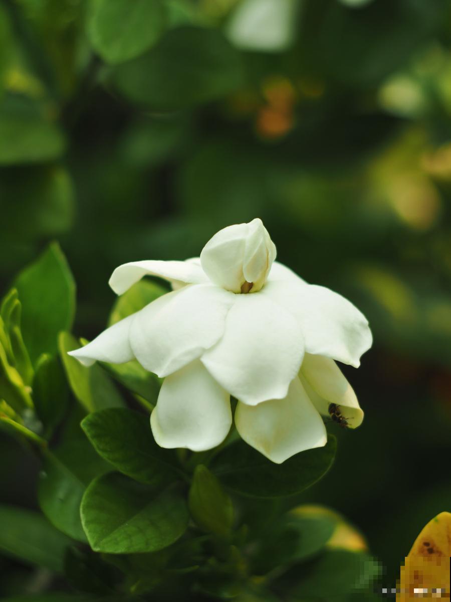 栀子花缺铁怎么办 栀子花缺铁怎么办