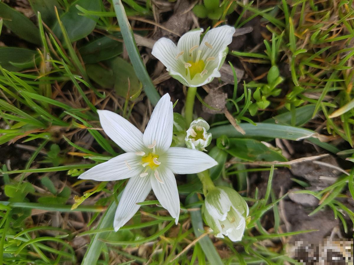 韭菜莲如何修剪？