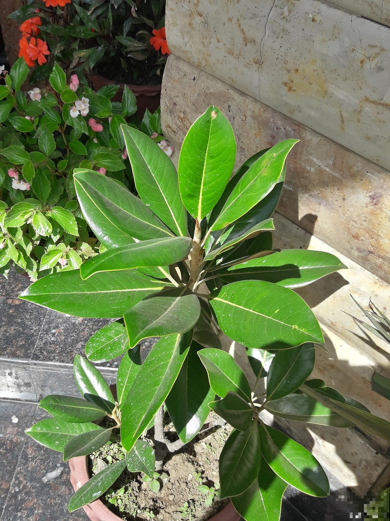 鸭掌木如何扦插？