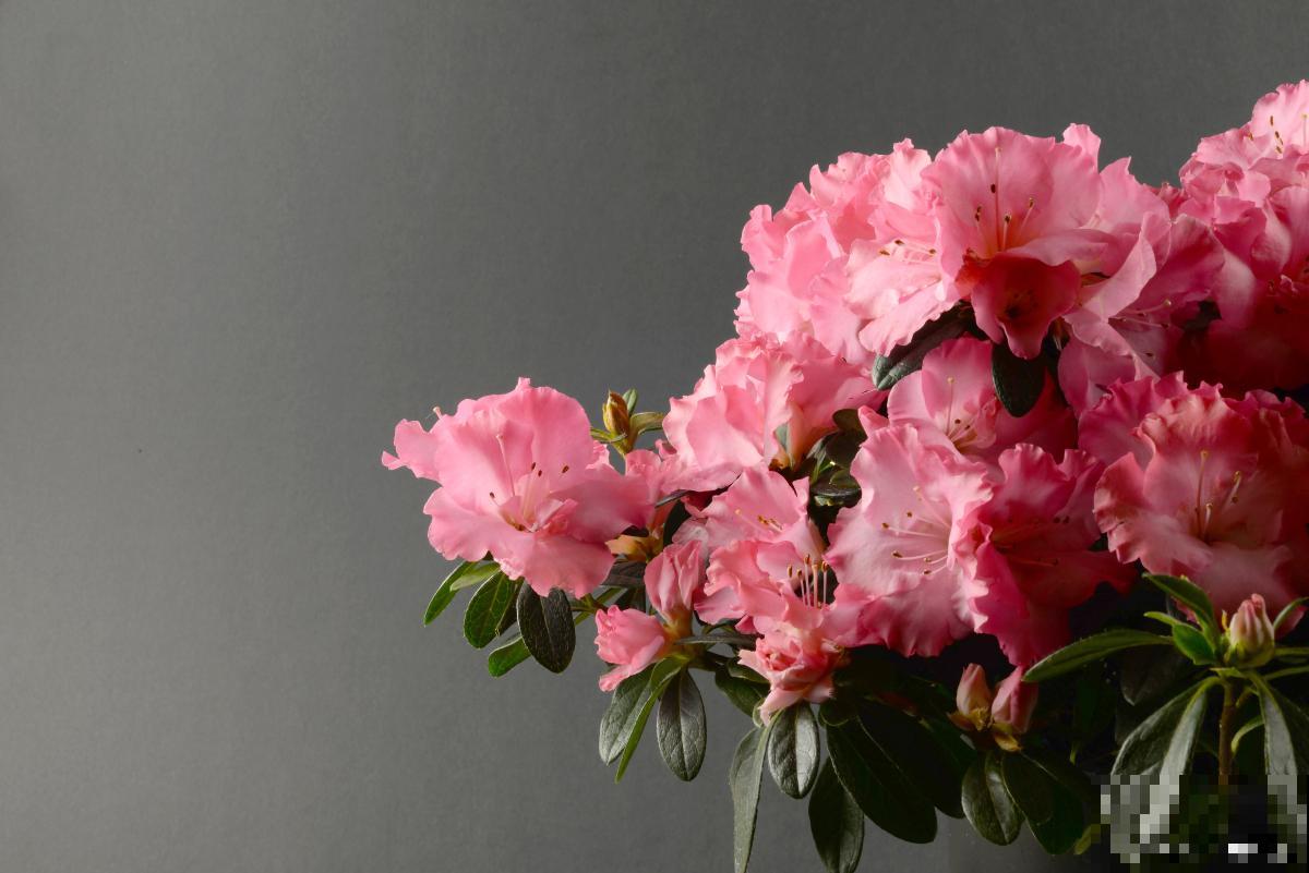 杜鹃花用什么土？