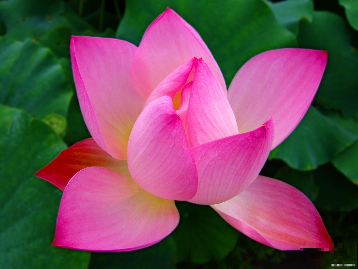 家养莲花怎么养？