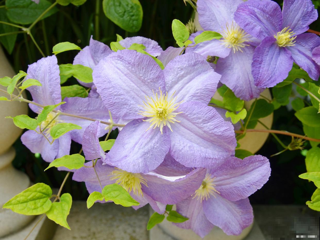 铁线莲枝干细怎么办 铁线莲枝干细怎么办