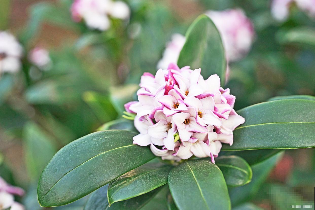 金边瑞香为什么不开花 金边瑞香为什么不开花