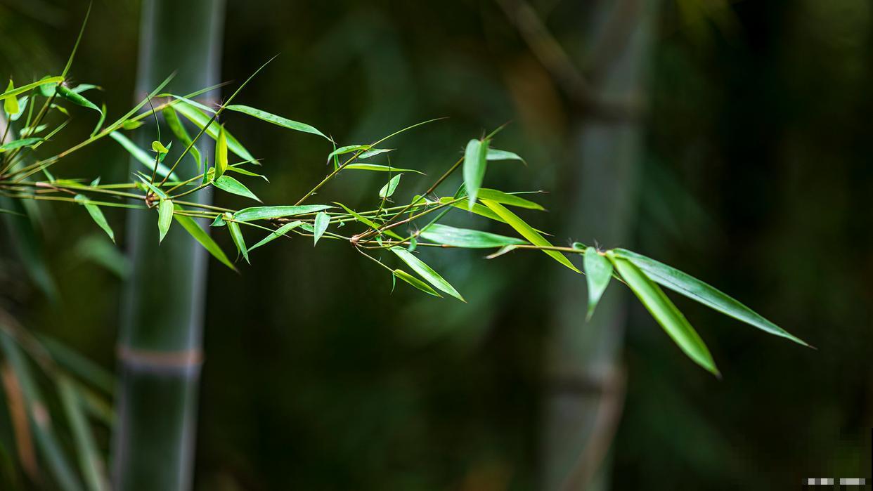 竹子易得什么病? 竹子易得什么病?