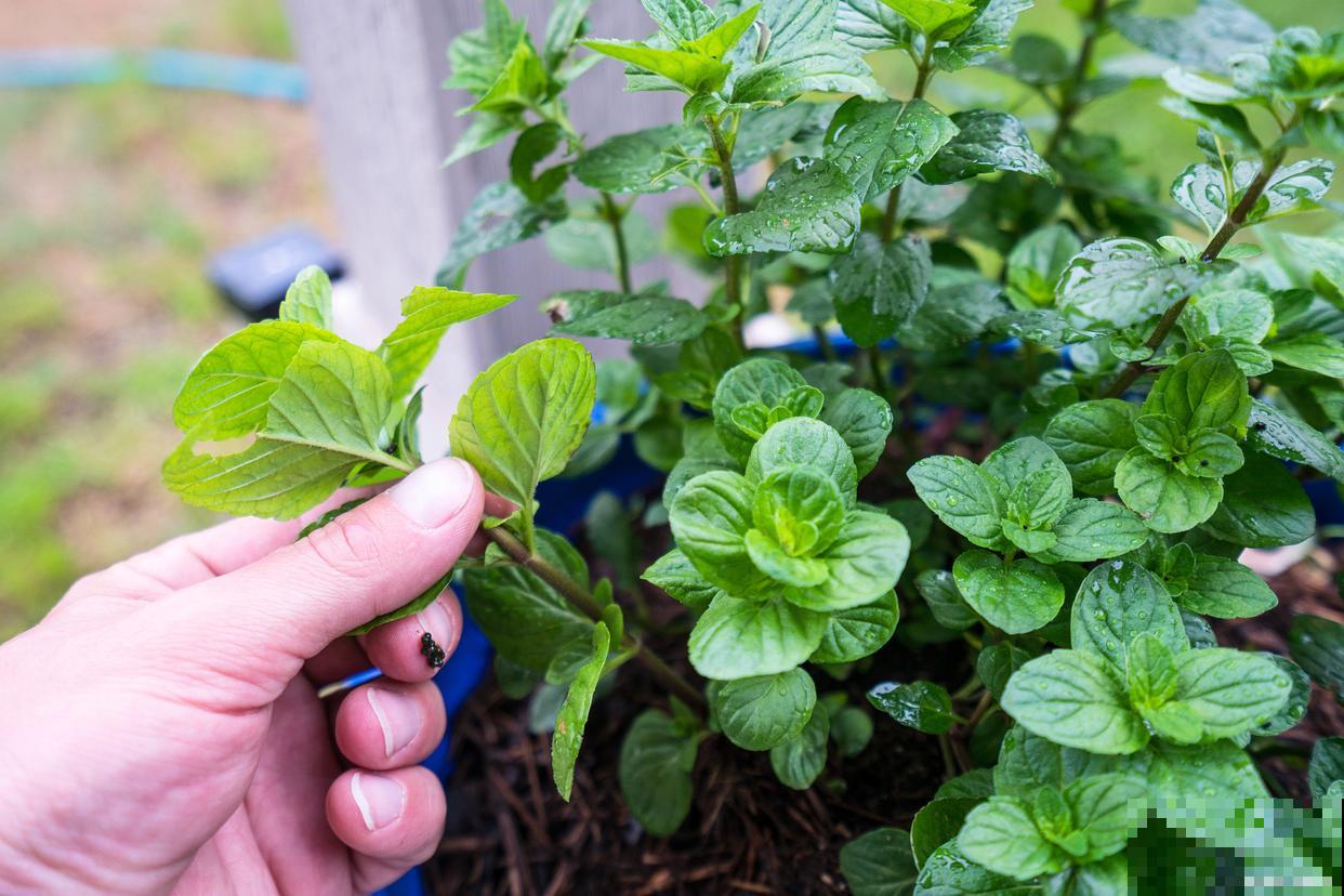 薄荷苗发黄怎么办