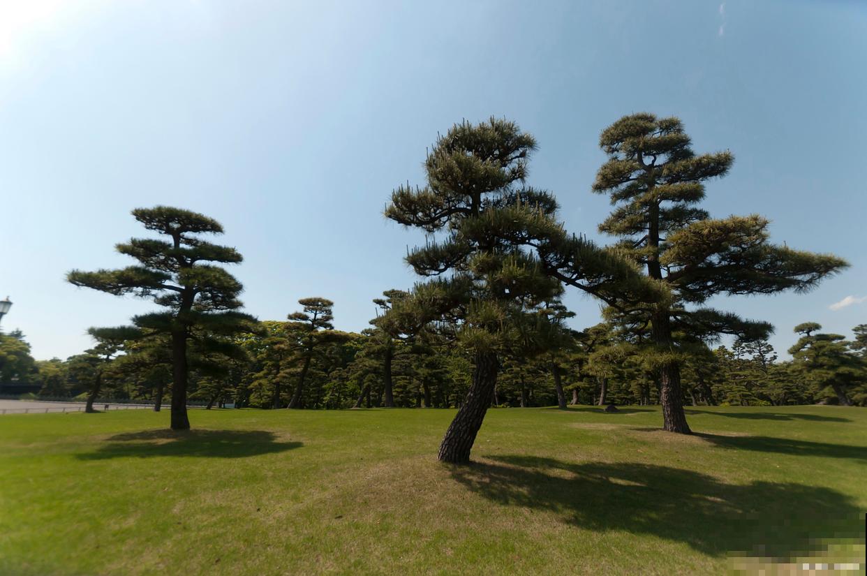 黑松如何造型的? 黑松如何造型的?