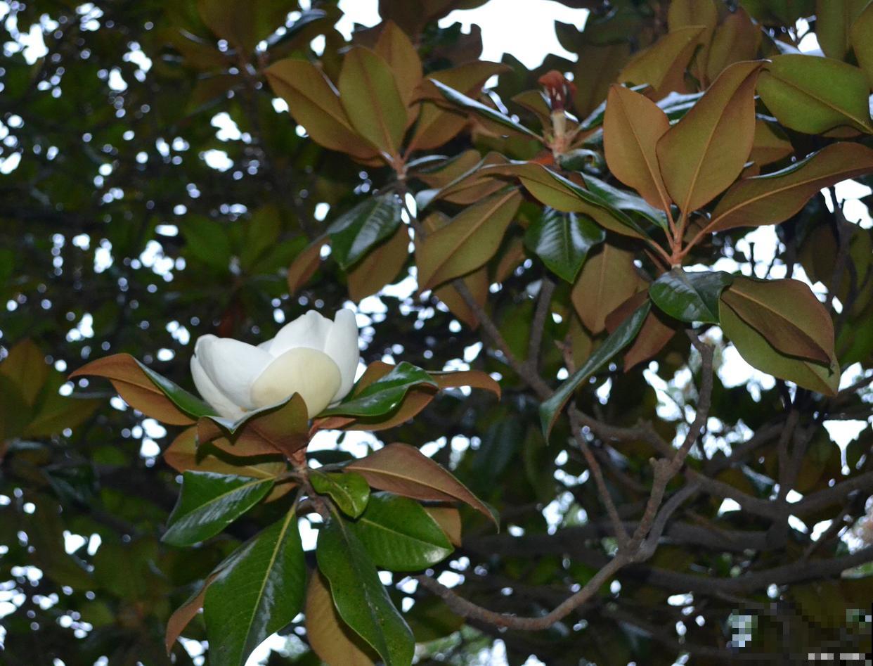 白玉兰树种植方法和注意事项