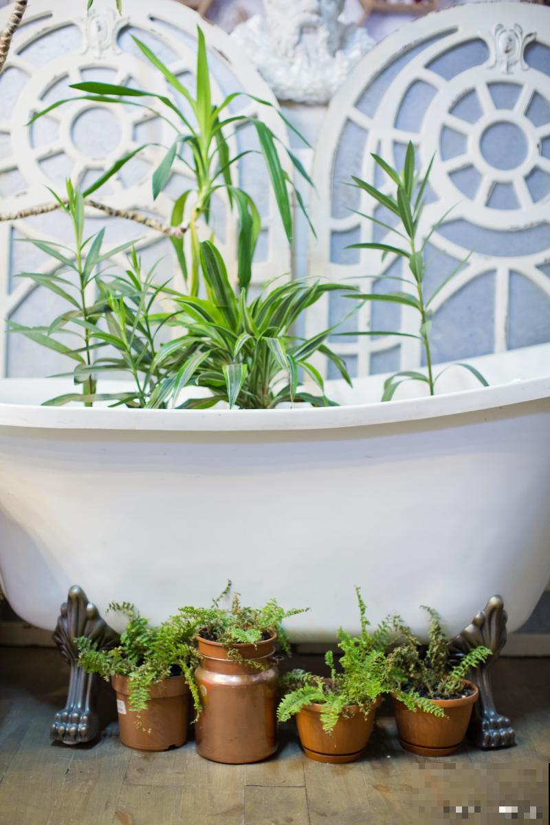 花卉开花期盆太小怎么办