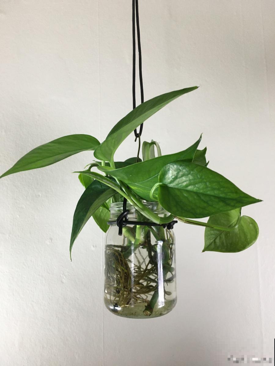 水培绿萝根部发黑腐烂怎么办 水培绿萝根部发黑腐烂怎么办