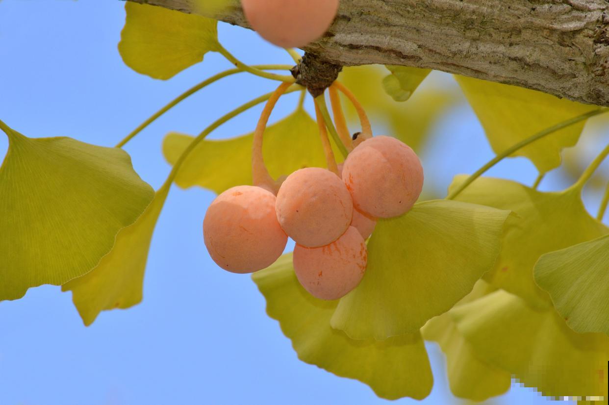 银杏多少年结一次果？