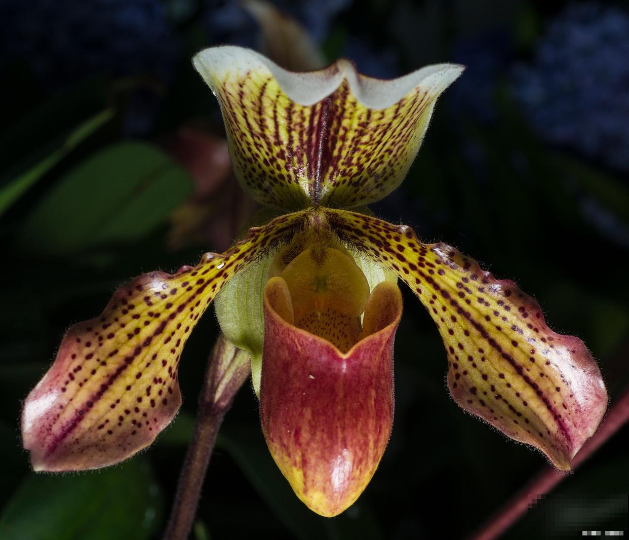 兜兰怎么种植的？