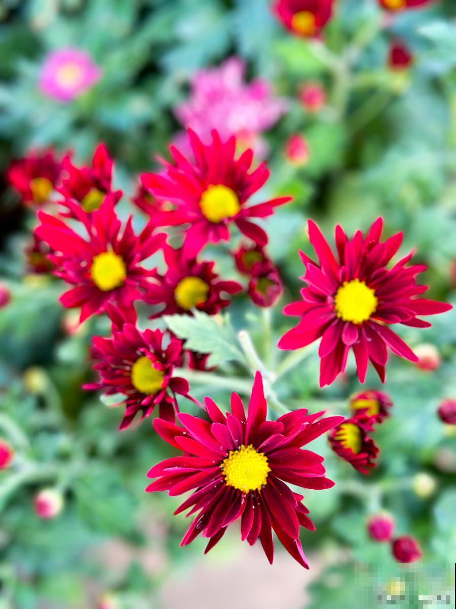 瓜叶菊怎么繁殖？