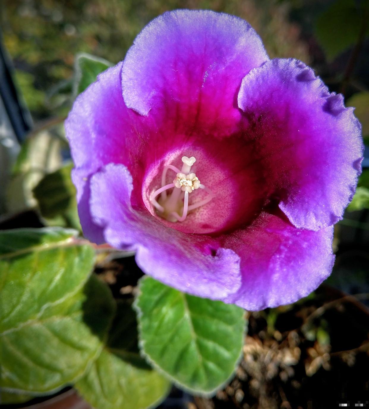 大岩桐花怎么修剪