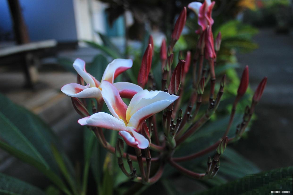 文殊兰根部的芽子怎么处理 文殊兰根部的芽子怎么处理