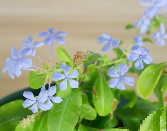 立秋后蓝雪花修剪，要记住这2点，来年更好的萌发新枝