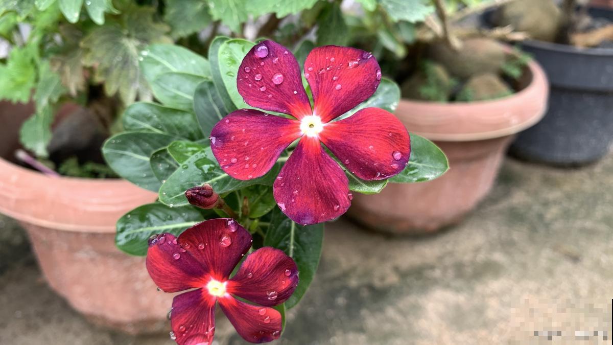 红花酢浆草夏天怎么养