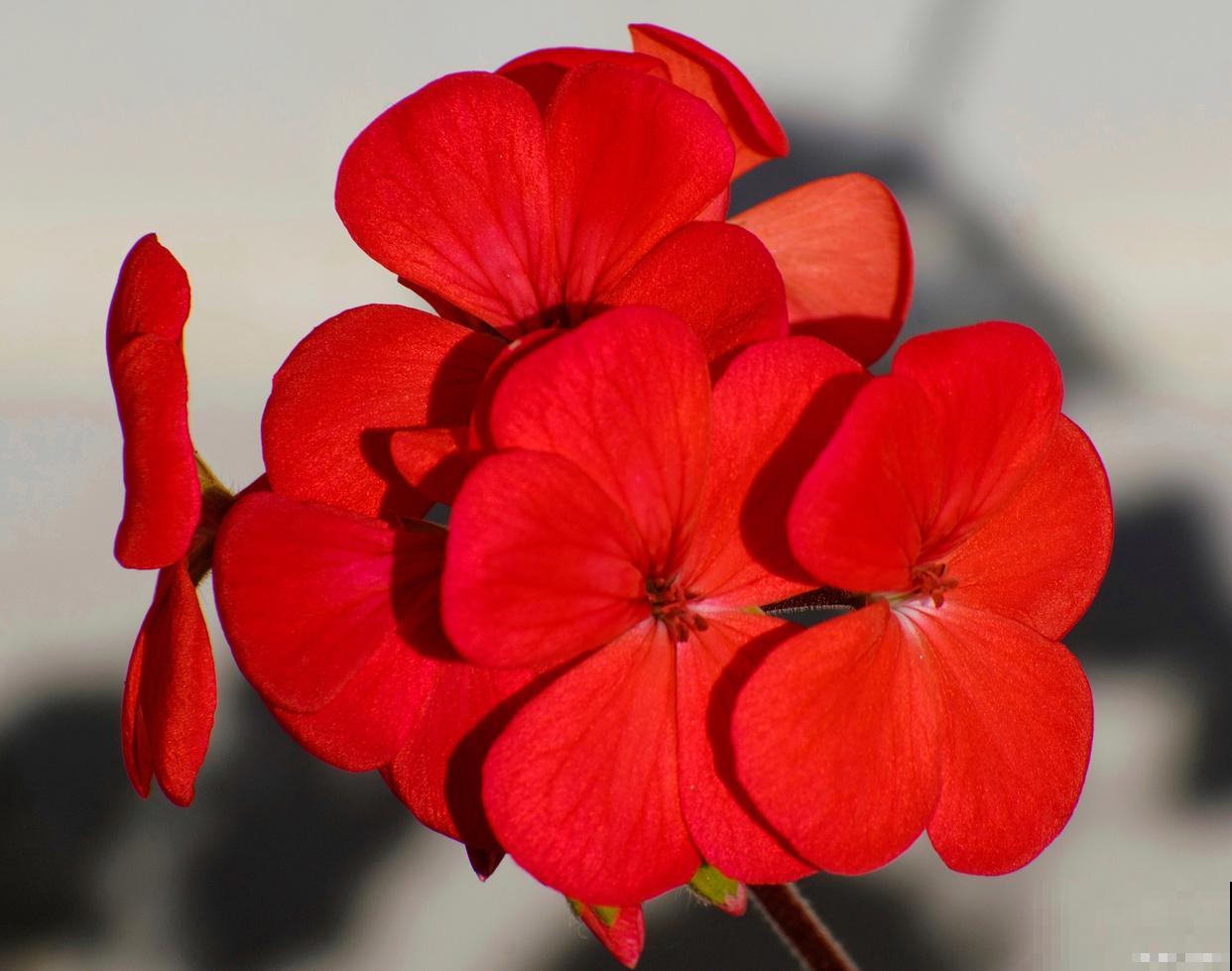 红雪花养殖注意事项和修剪方法