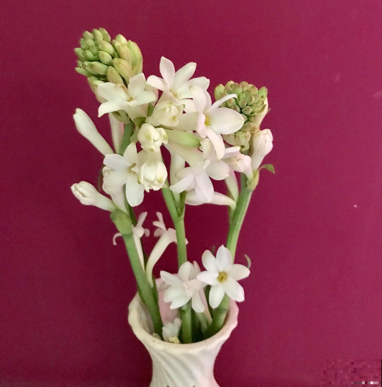 晚香玉多久发芽？