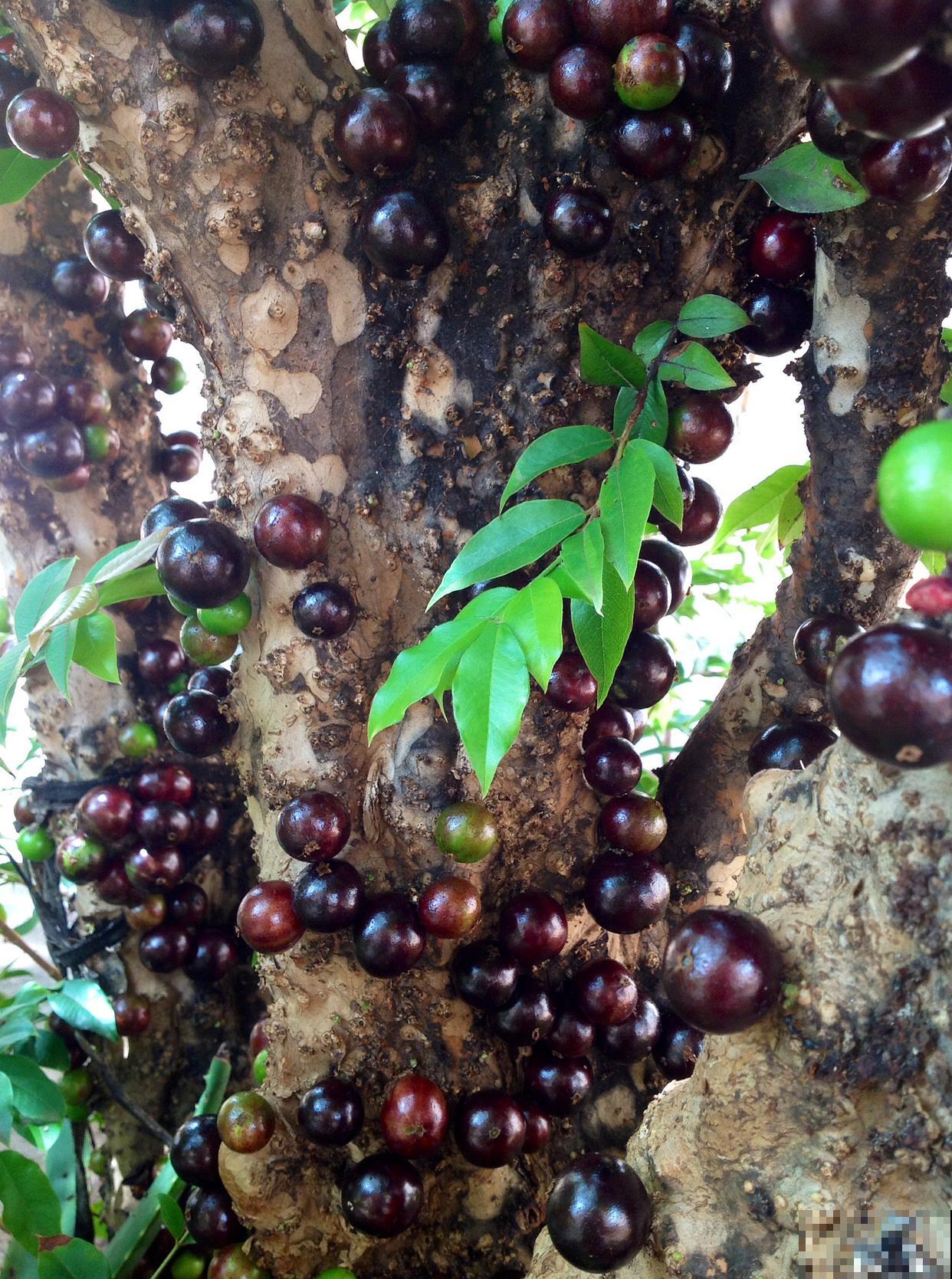 嘉宝果怎样种植长得快又好 嘉宝果怎样种植长得快又好