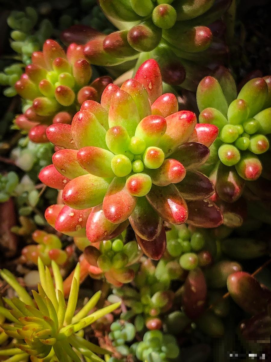 多肉虹之玉老桩怎么养 多肉虹之玉老桩怎么养