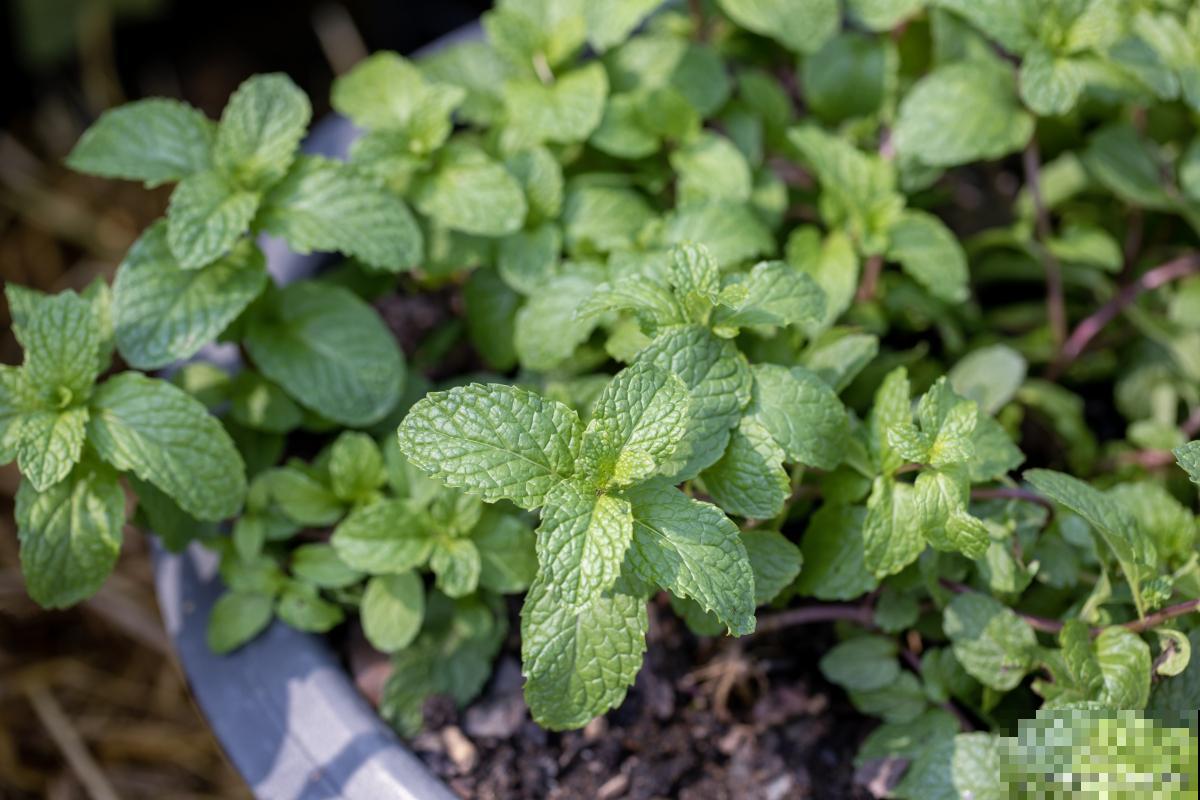 薄荷苗发黄怎么办