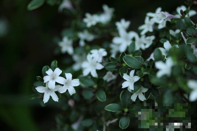 六月雪如何修剪? 六月雪如何修剪?