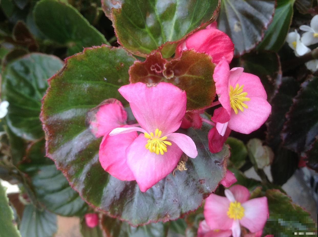 玻璃翠花怎么繁殖