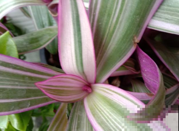 紫露兰养殖方法，赶紧看看这5种，长势旺盛