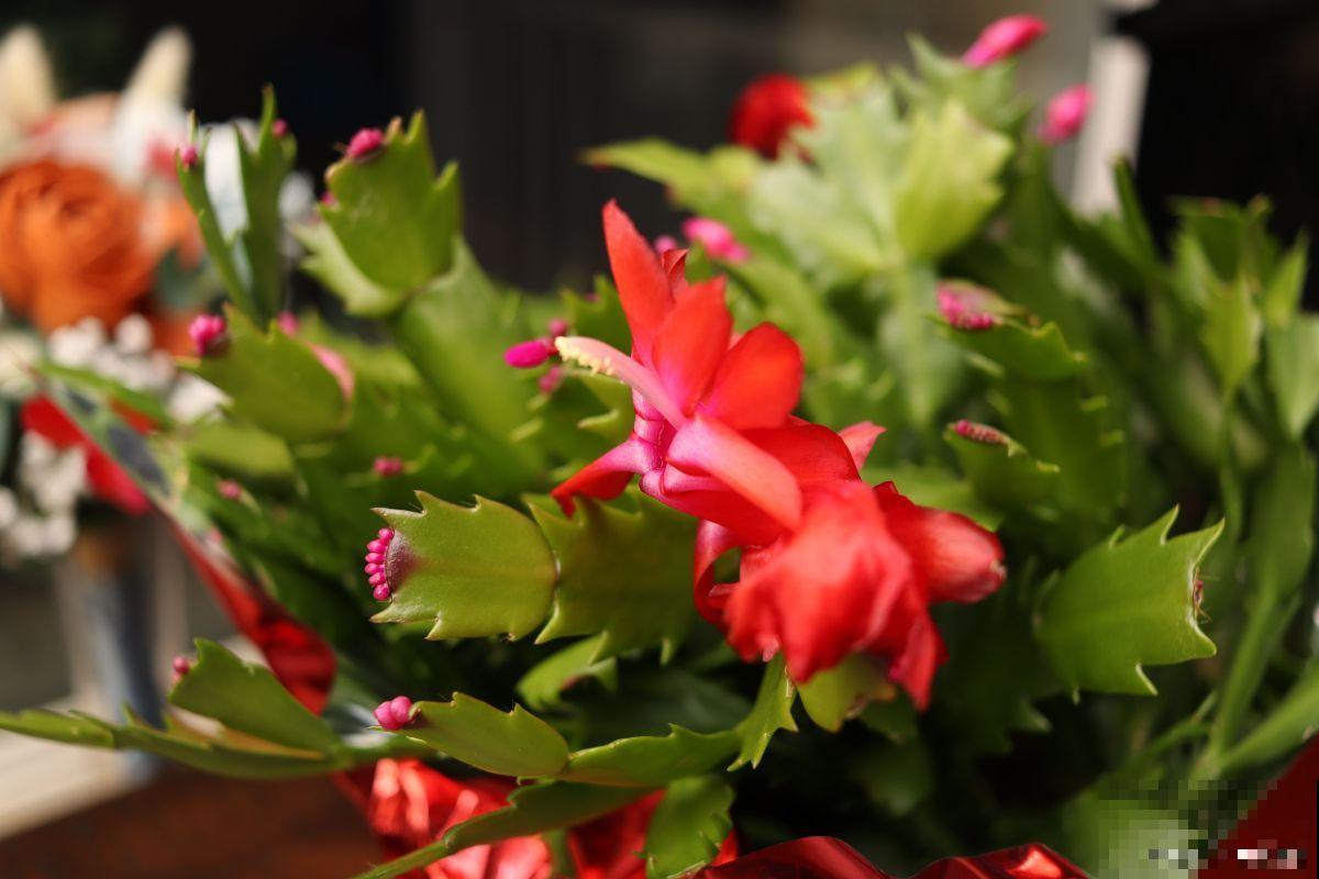 蟹爪兰怎么施肥？