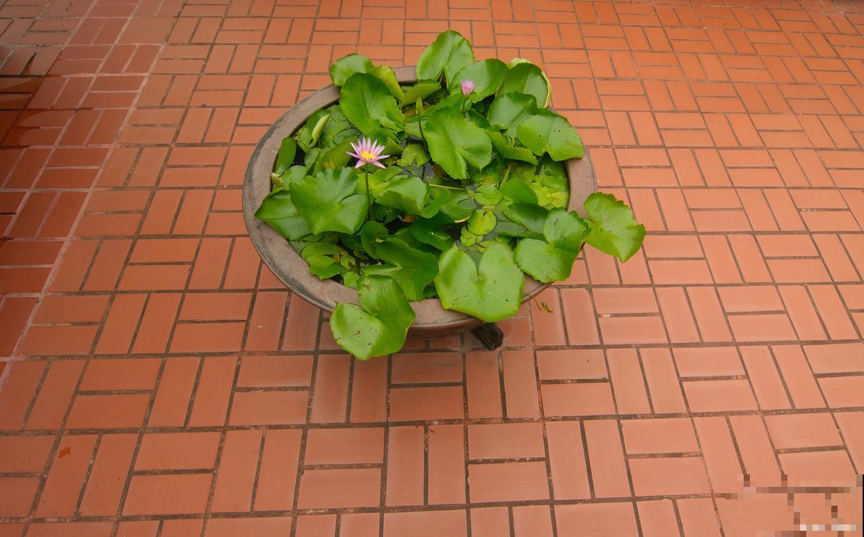 碗莲为什么要翻盆