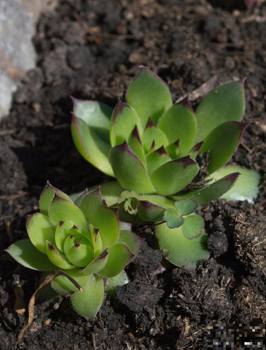 观音莲侧芽怎么栽种