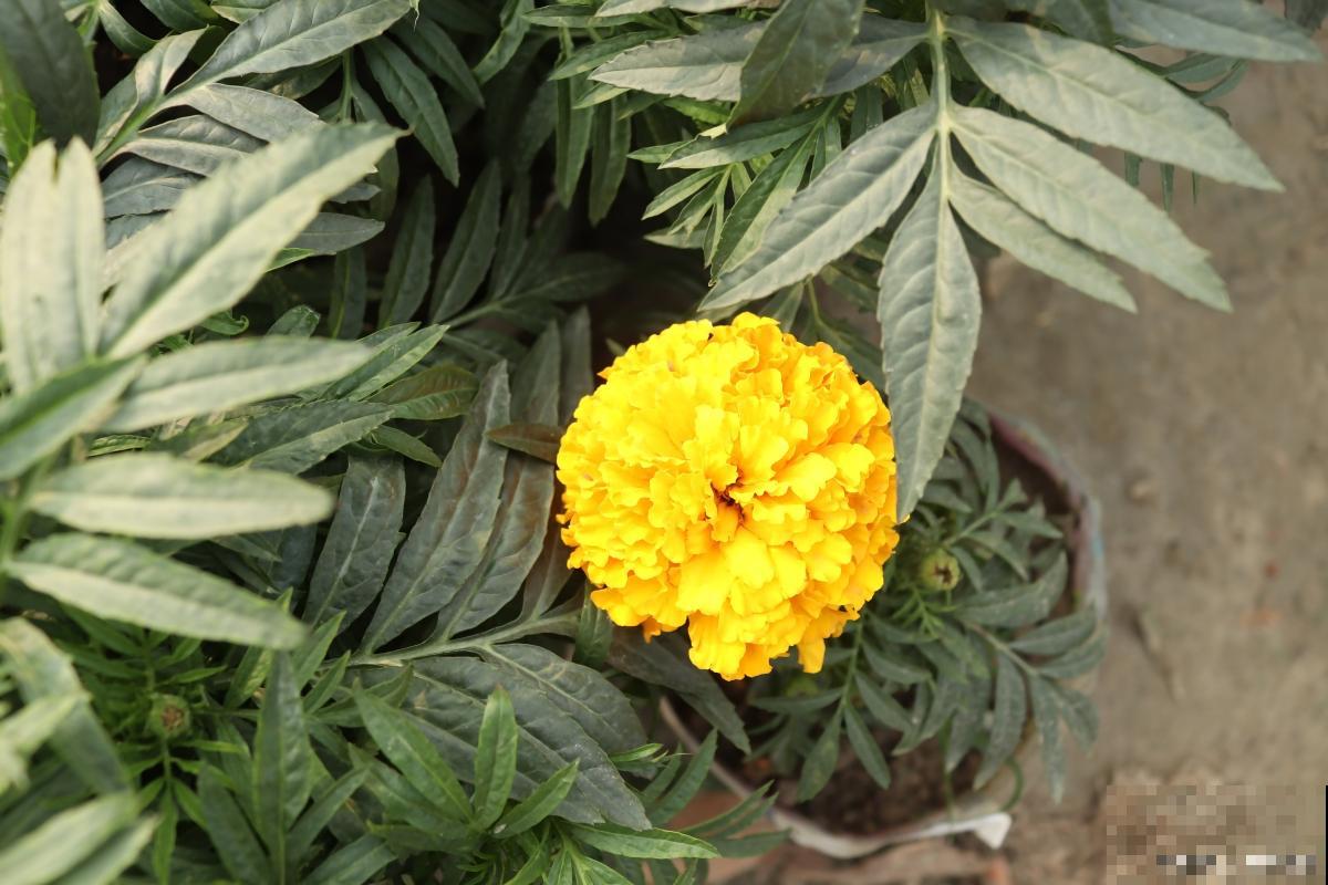 开黄花的花卉有哪些