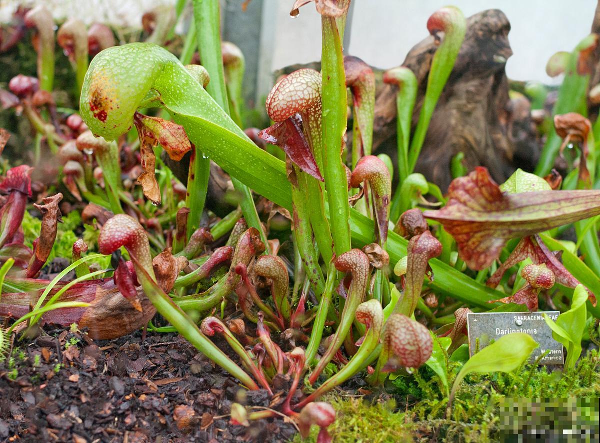 眼镜蛇瓶子草怎么养