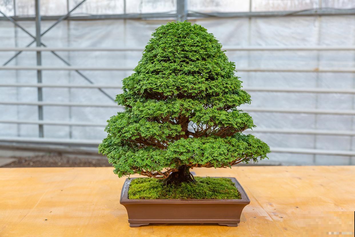 澳洲杉叶枯了怎么养 澳洲杉叶枯了怎么养