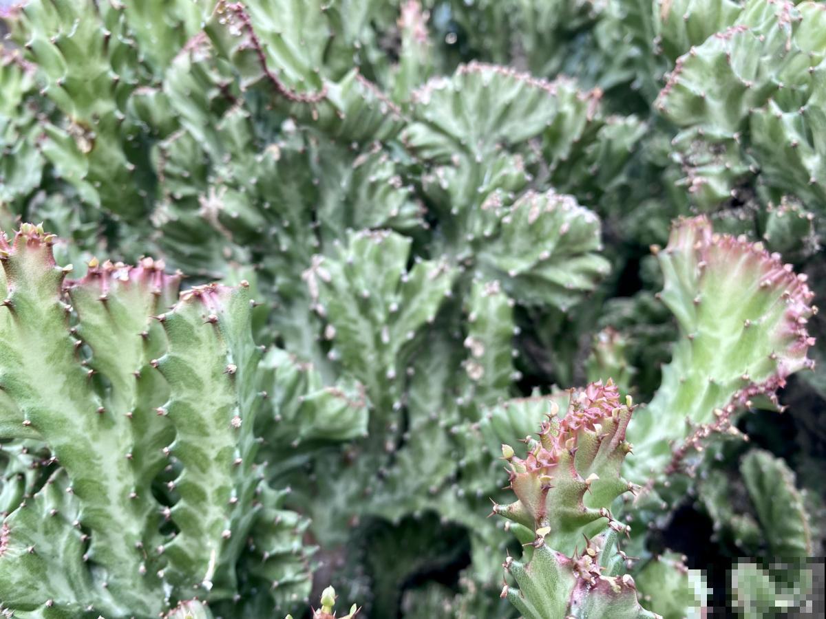 麒麟掌扦插怎么弄活 麒麟掌扦插怎么弄活