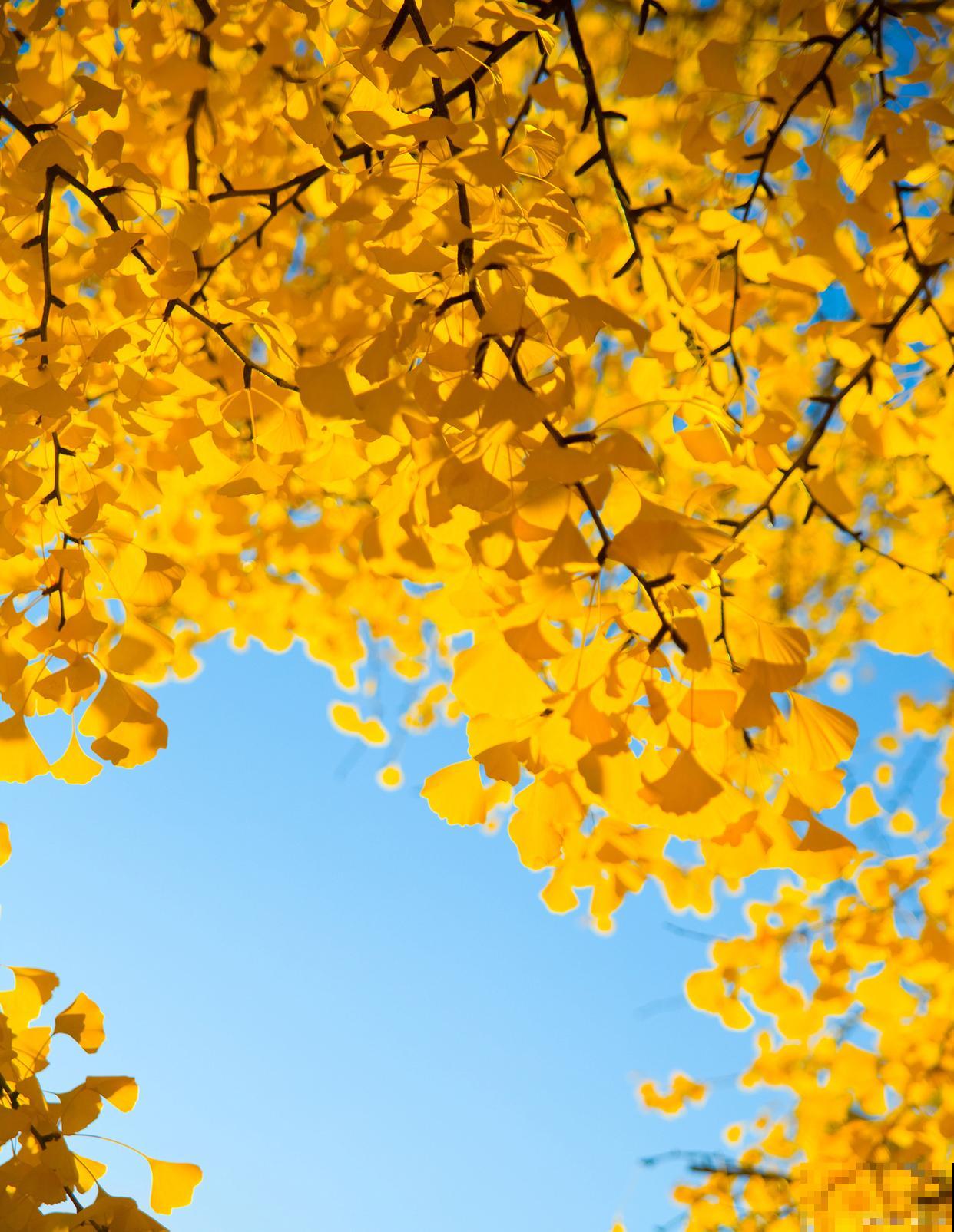 银杏多少年结一次果？