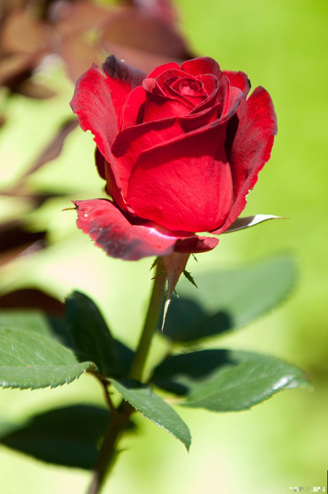 玫瑰花变黄了怎么办