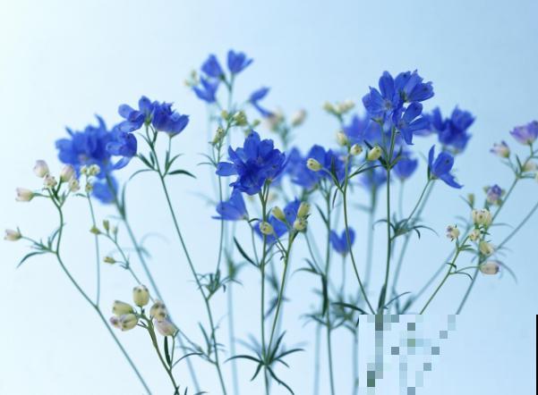 飞燕草种植简单，记住这4步，轻松种出