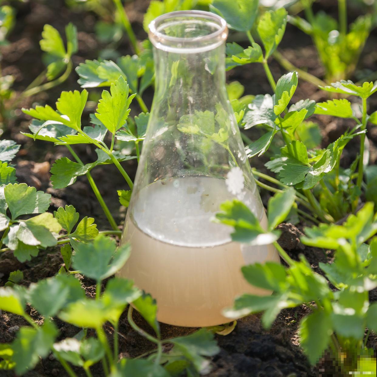 如果花僵苗了怎么办？