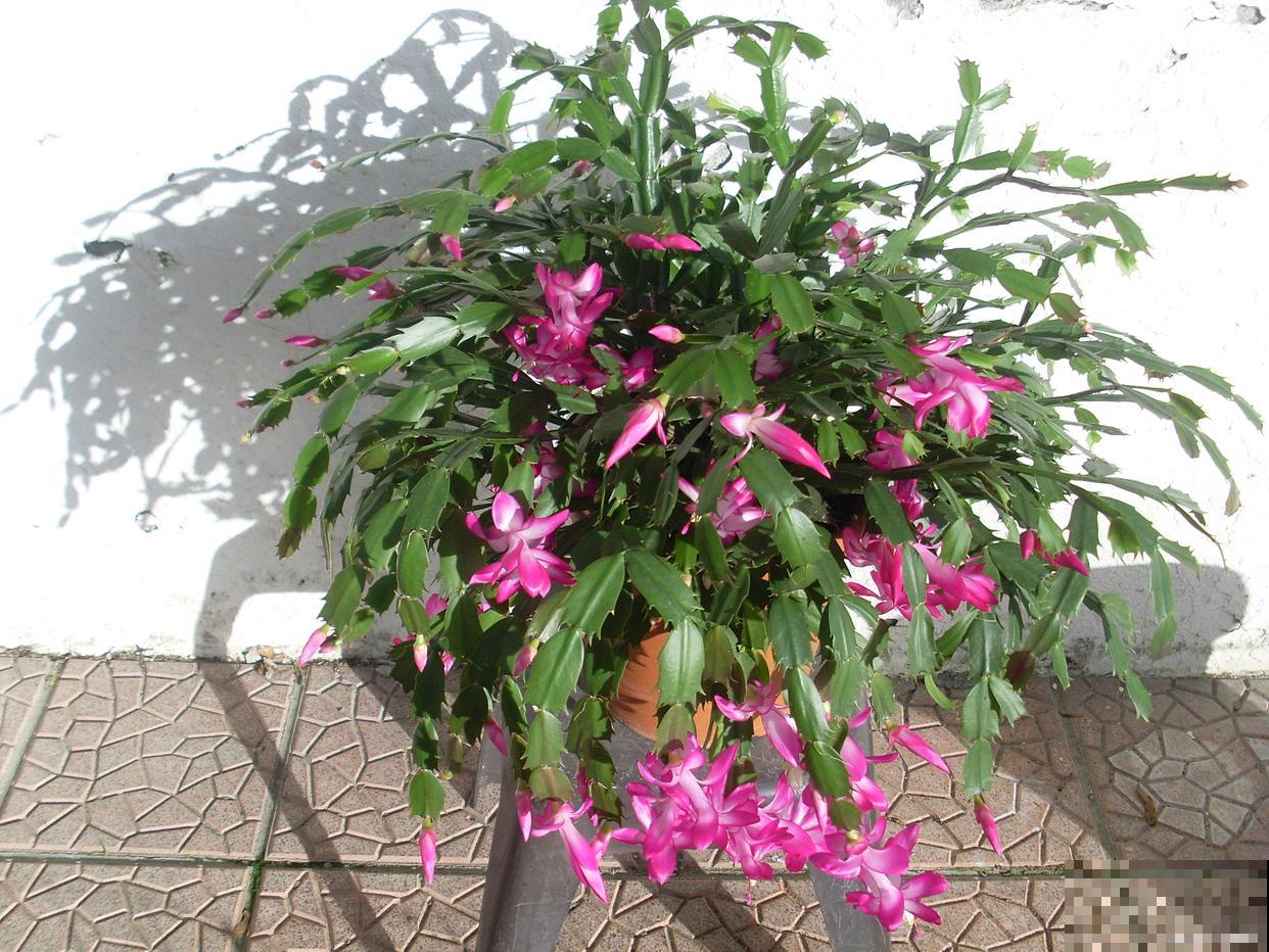 蟹爪兰怎么施肥？