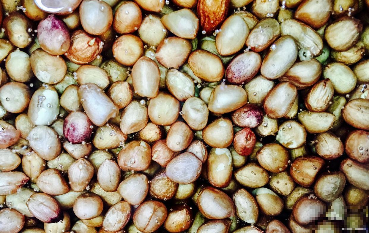 花生什么时候播种