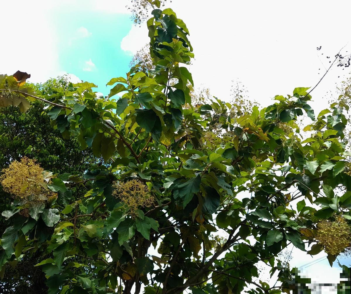 梓树什么时候开花