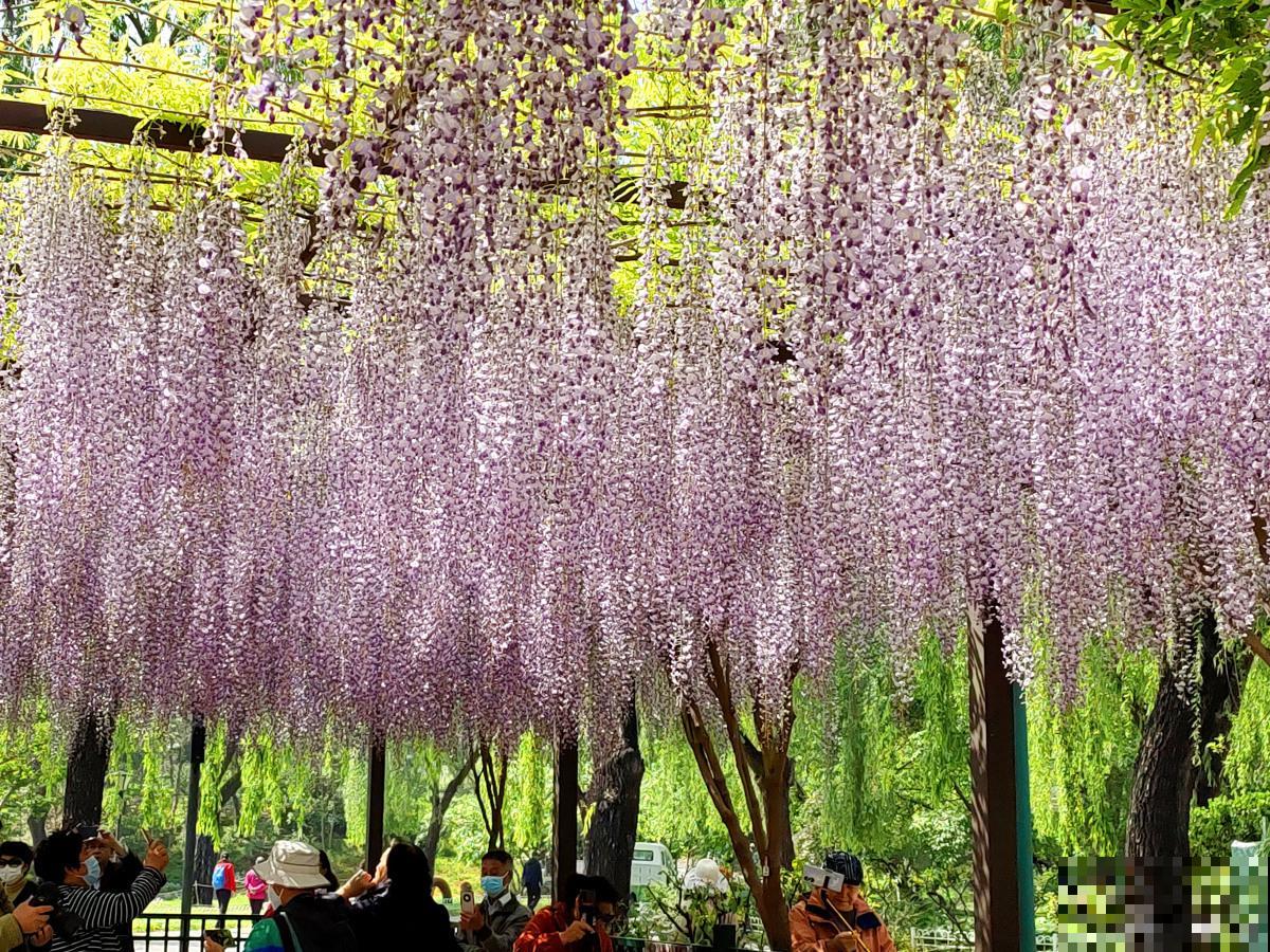 紫藤花什么时候种植