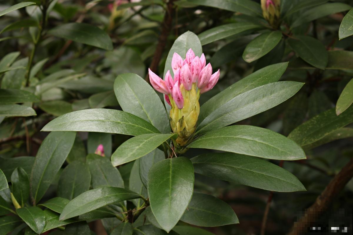 金边瑞香为什么不开花 金边瑞香为什么不开花