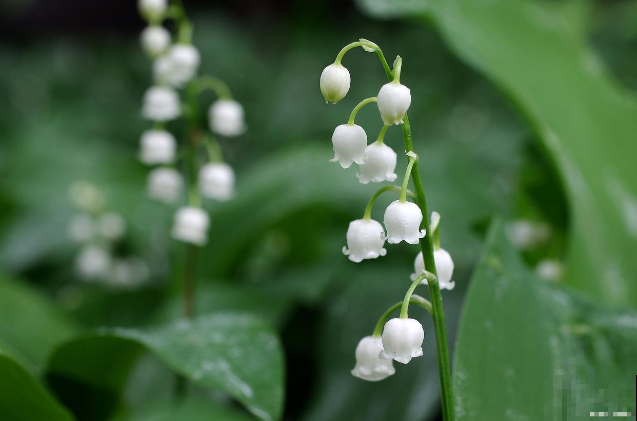 铃兰怎么养才开花