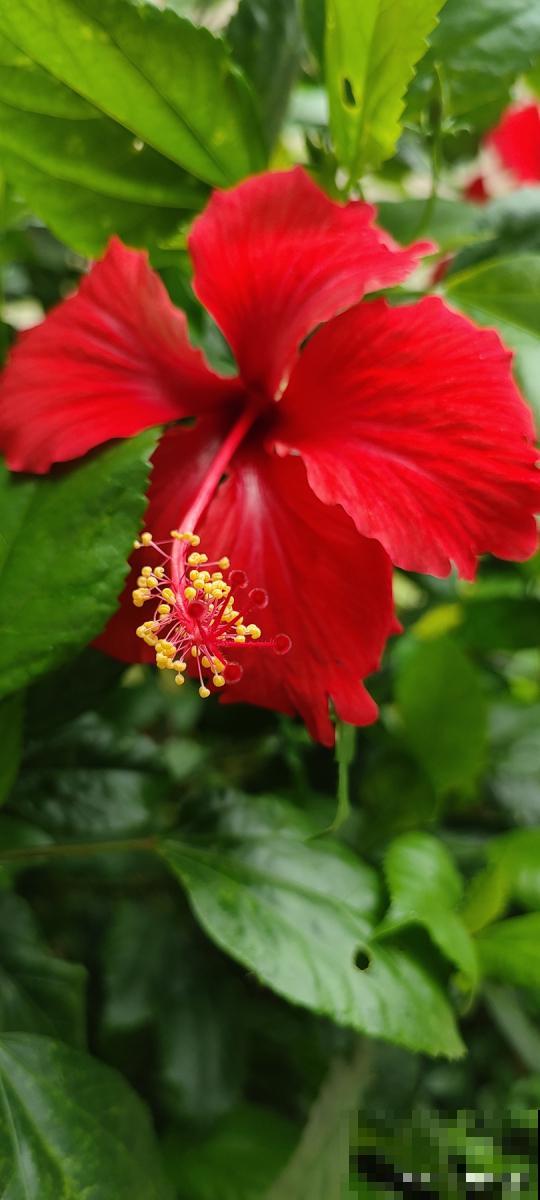 扶桑花春天几月份剪枝