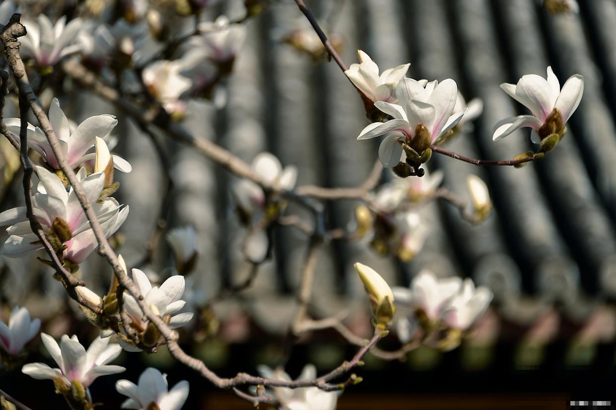 白玉兰树种植方法和注意事项