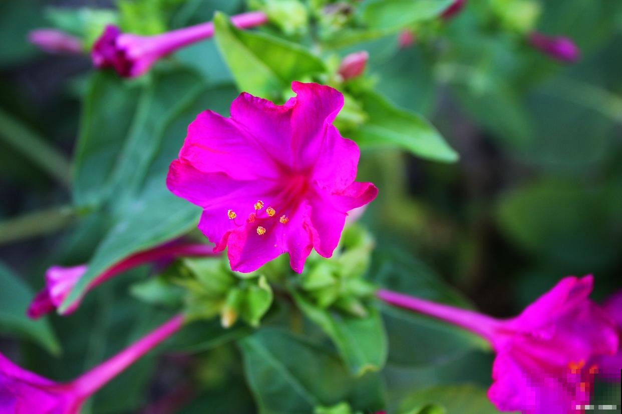 露地宿根花卉有哪些